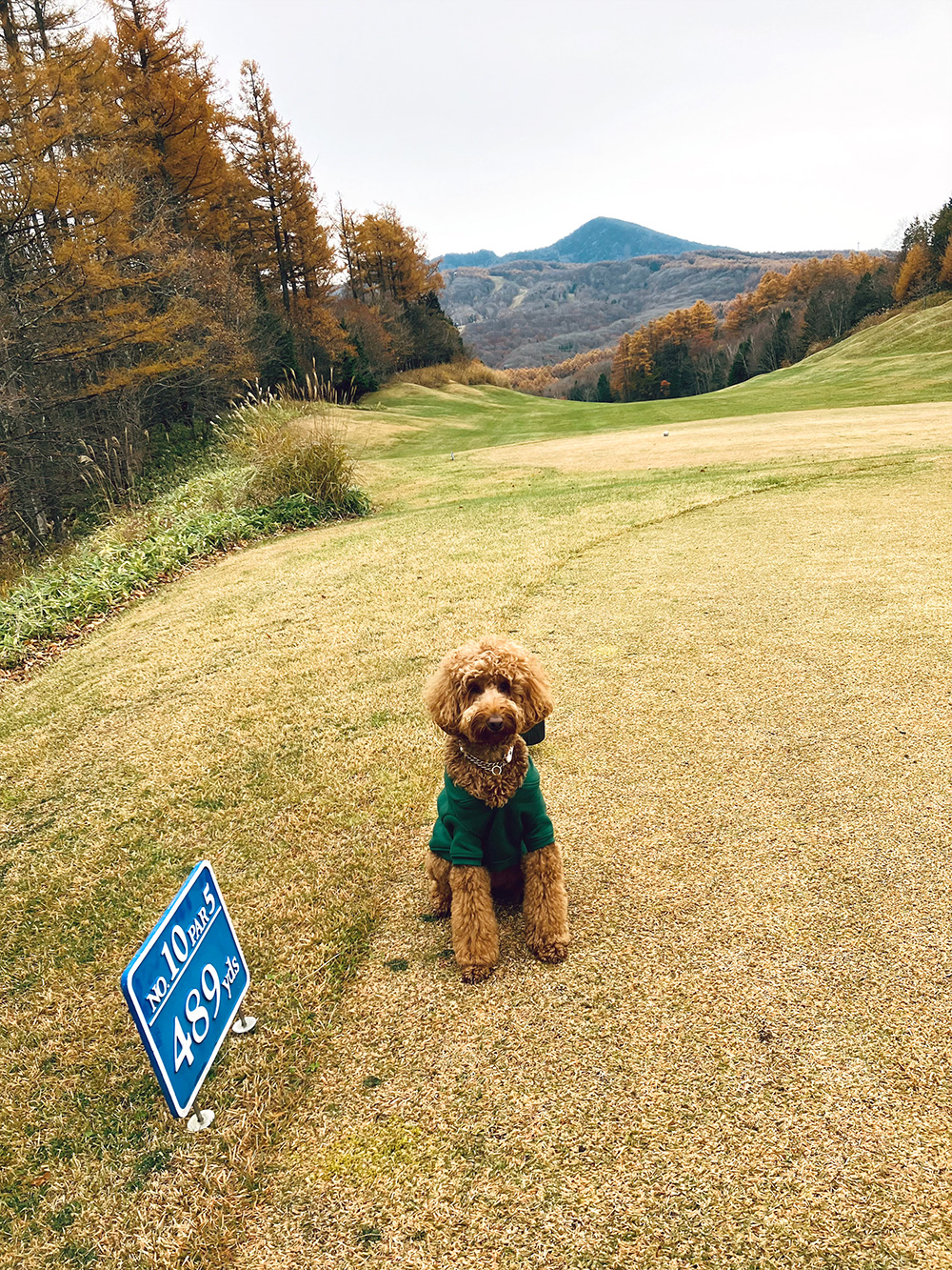 下期グランプリ　デイジーちゃん01